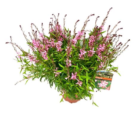 Gaura Lindheimeri