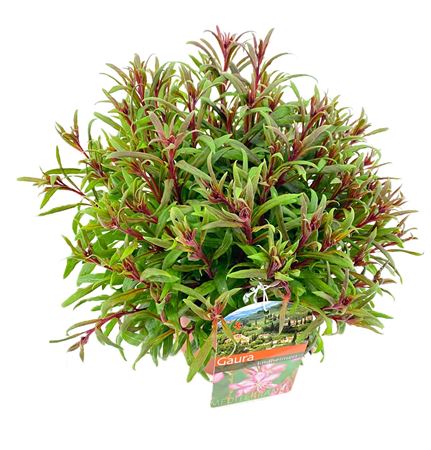 Gaura Lindheimeri