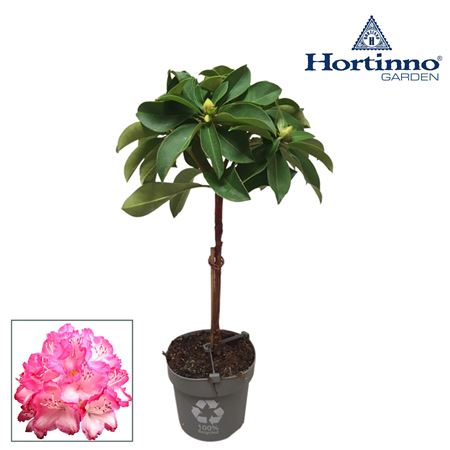 Hortinno® Garden Xxl The Original Groen Stam 25