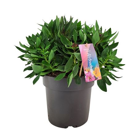 Alstroemeria Inticancha Dark Purple