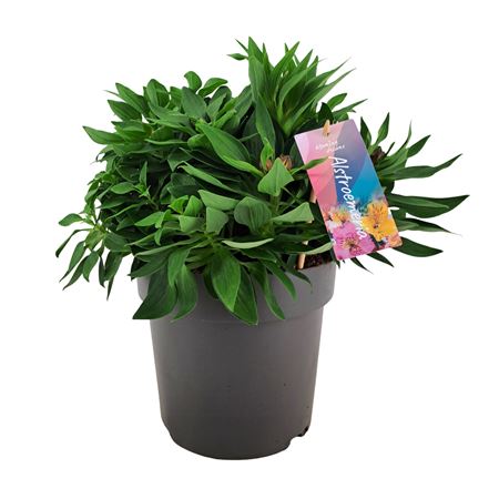 Alstroemeria Inticancha Doba