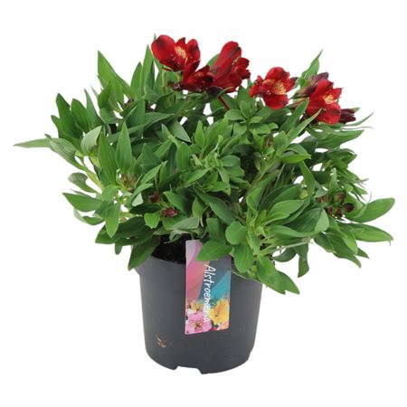 Alstroemeria Inticancha Doba