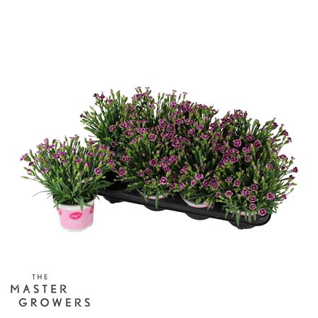 Dianthus Pink Kisses