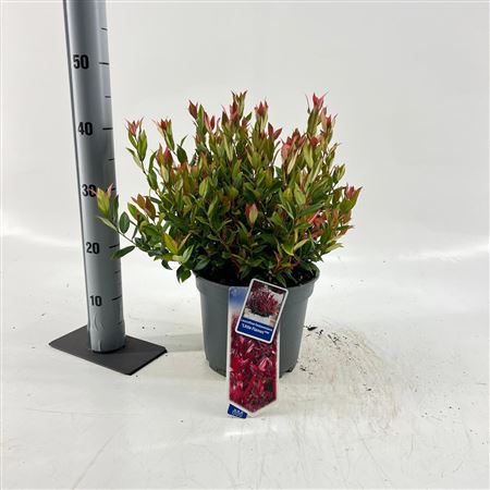 Leucothoë Little Flames