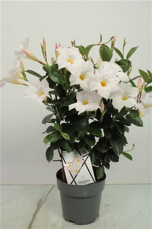 Mandevilla Diamant White On Reck
