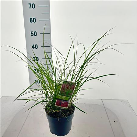 Miscanthus Sin Red Chief