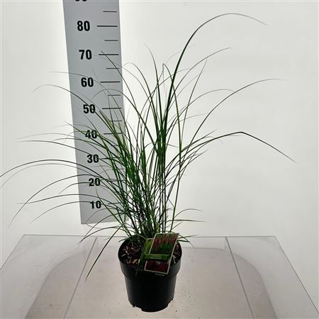Miscanthus Sin Red Chief