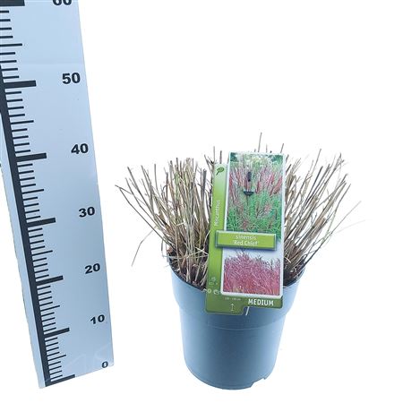 Miscanthus Sin Red Chief