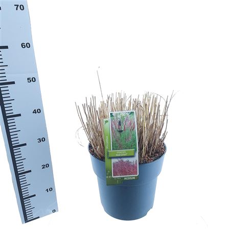 Miscanthus Sin Red Chief