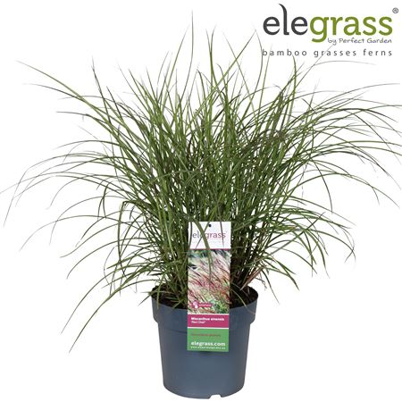 Miscanthus Sin Red Chief