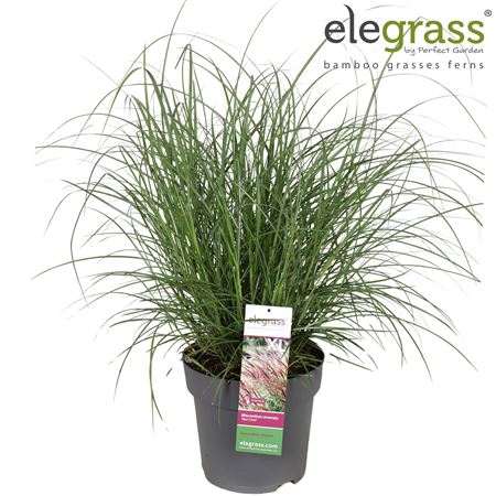 Miscanthus Sinensis Red Chief