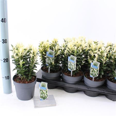 Euonymus Jap Paloma Blanca