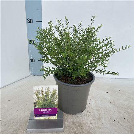 Lonicera Nitida Tiny Green