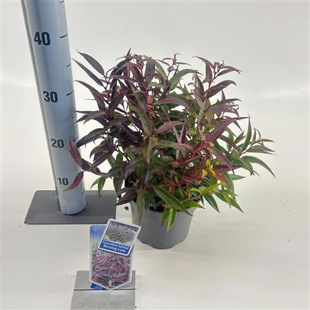 Leucothoë Keiskei Burning Love.