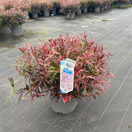 Leucothoe Keiskei Burning Love