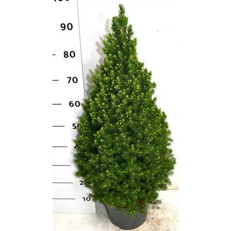 Picea Glauca Perfecta