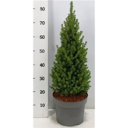 Picea Glauca Perfecta