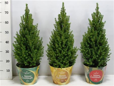Picea Glauca Perfecta