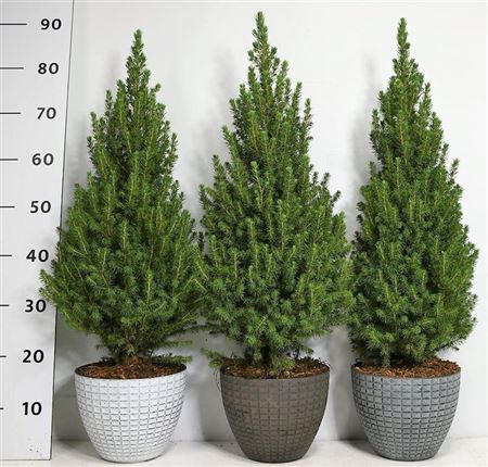 Picea Glauca Perfecta
