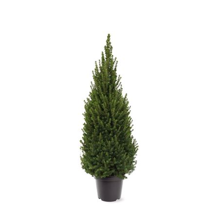 Picea Glauca Perfecta