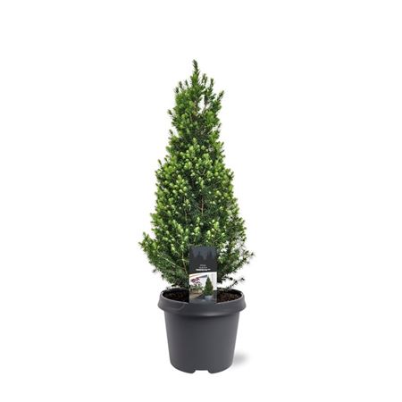 Picea Glauca Perfecta