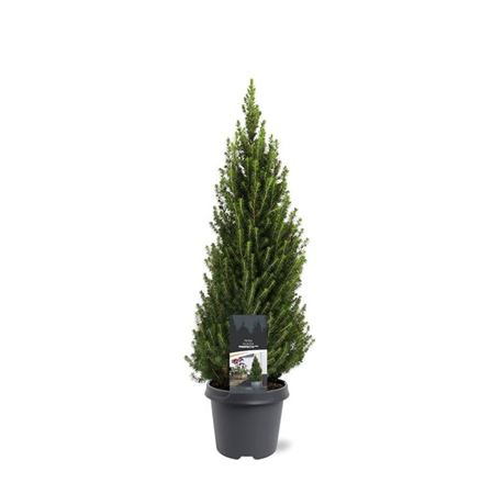 Picea Glauca Perfecta