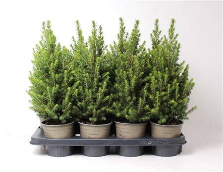 Picea Glauca Perfecta