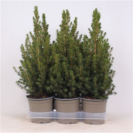 Picea Glauca Perfecta