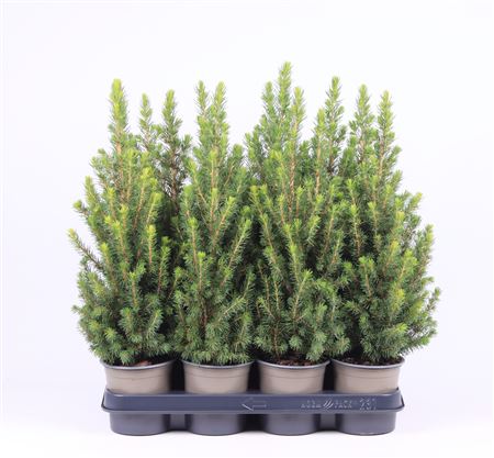 Picea Glauca Perfecta