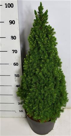 Picea Glauca Perfecta