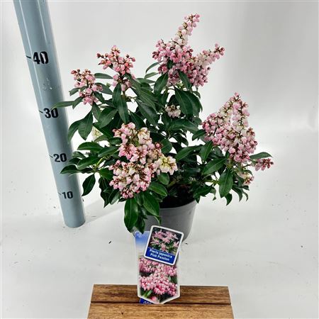 Pieris Jap Pink Passion