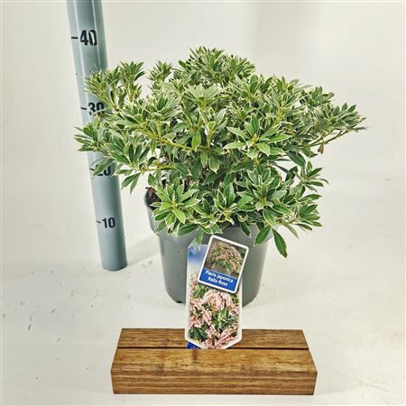 Pieris Jap Ralto Rose