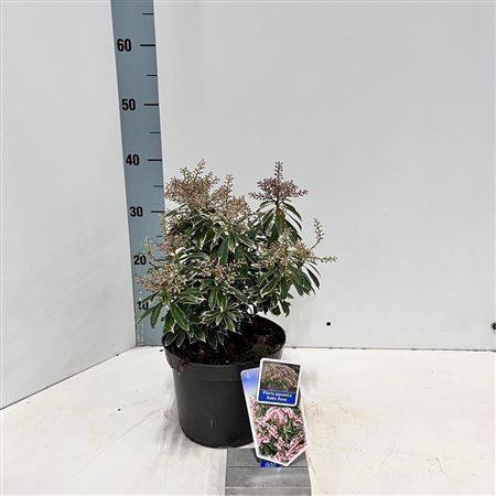 Pieris Jap Ralto Rose