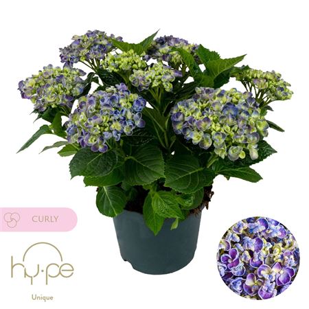 Hydrangea Ma Curly Wurly Blue 7+ (hy-pe)