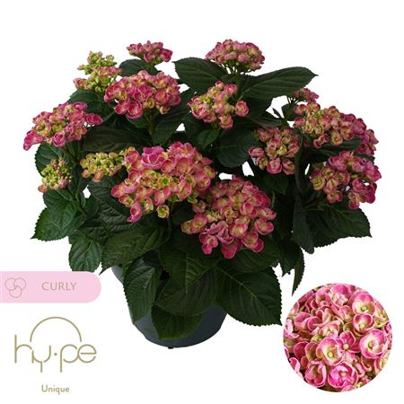 Hydrangea Ma Curly Wurly Pink 10+ (hy-pe)