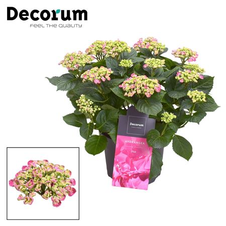 Hydrangea Ma Curly Wurly Pink 9+ (decorum)