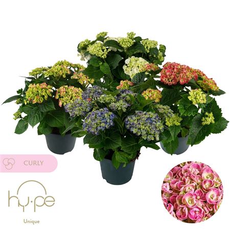 Hydrangea Ma Curly Wurly Mix 10+ (hy-pe)