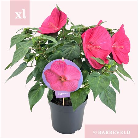 Hibiscus Xxl Magenta
