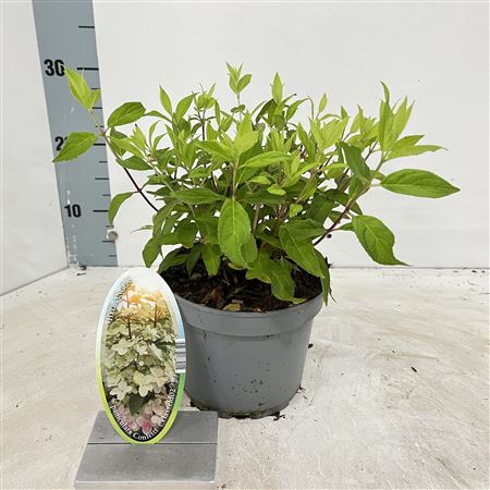 Hydrangea Pan Confetti