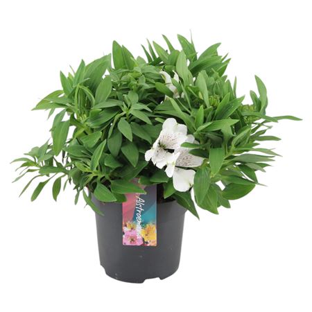 Alstroemeria Inticancha Magic White
