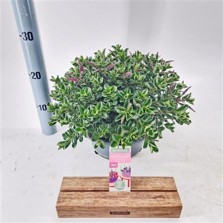 Hebe Petita Pink (addenda) Bowl