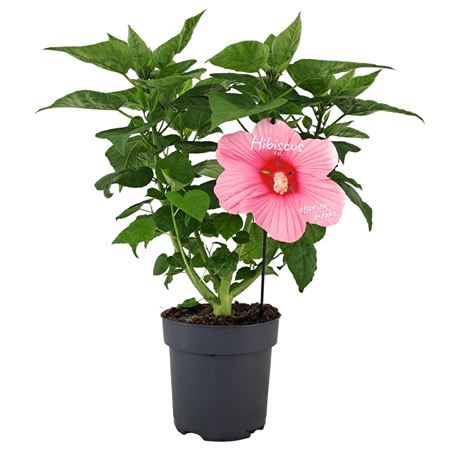 Hibiscus Extreme Hot Pink