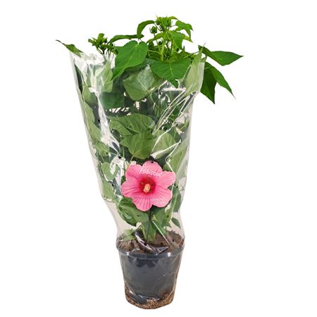Hibiscus Extreme Hot Pink