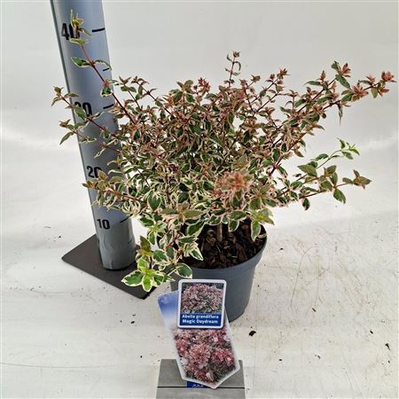 Abelia Grandiflora Magic Daydream