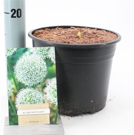 Allium White Giant.