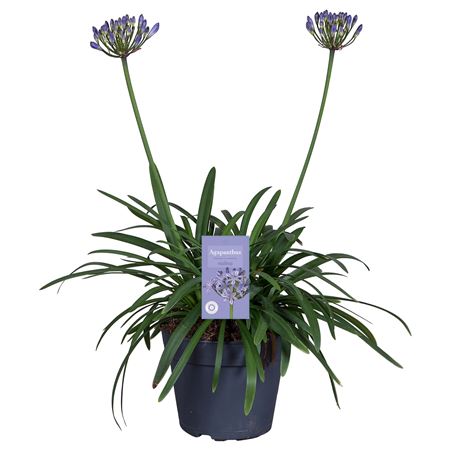 Agapanthus Blue Summer Love