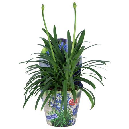 Agapanthus Summer Love Blue
