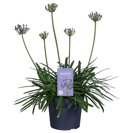 Agapanthus Summer Love Blue