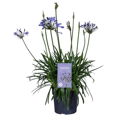 Agapanthus Summer Love Blue