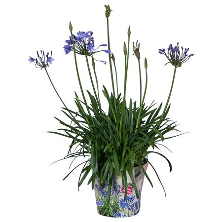 Nolina Agapanthus Ø 24 . Summer Lovetm Blue In B